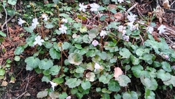 イワウチワは下...