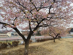 何の種類か分か...