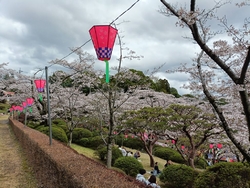 八幡山公園の桜...