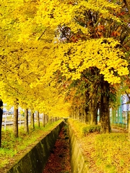 イチョウ並木の...