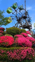 満開のツツジの...