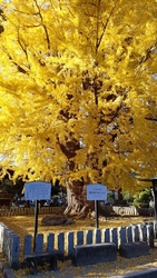 本堂は国宝。鐘...