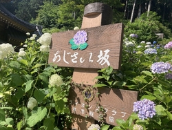 大平山のあじさ...