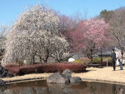 万葉庭園のしだ...