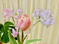 ちょっと変わっ...