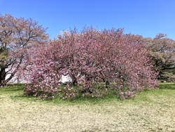 ソメイヨシノは...