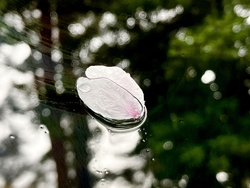 この日は、午後...