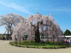宇都宮市主催の...