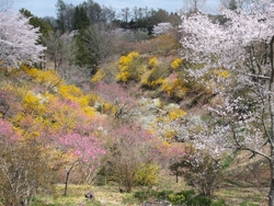 入口から春の花...