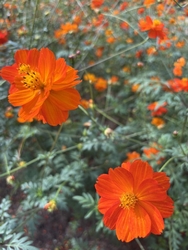 秋薔薇鑑賞に伺...