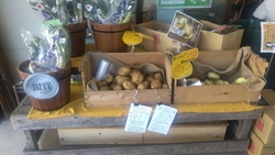 玉ねぎとじゃが...