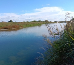 まだ白鳥は渡来...