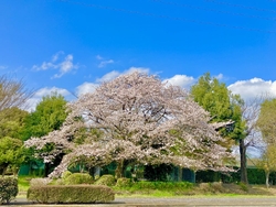道路から見る桜...