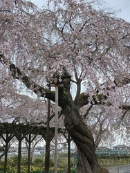 今日は、4月1...