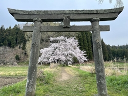 この時期の遊行...