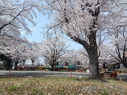 あちこちで桜が...