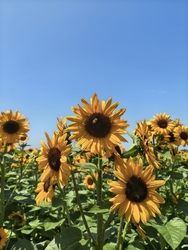 野木町にあるひ...