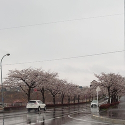 鹿沼 さつき大通りの桜並木 鹿沼市の植物園 花 樹木 栃ナビ