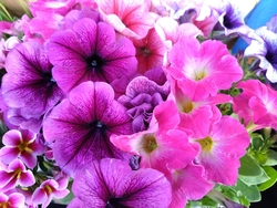 これからのお花...