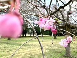 ちょこっと桜の...