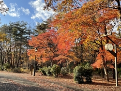 ピークは紅葉を...