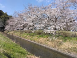 桜の季節に訪れ...