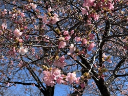 今日は愛犬を連...