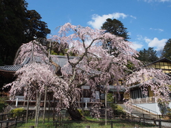 岩しだれ桜がち...