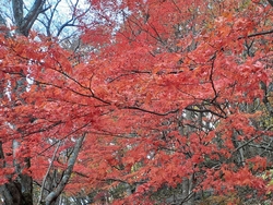 日塩もみじライ...