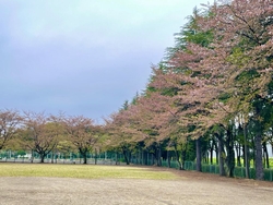 今年の桜は開花...