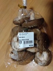 立派なシイタケ...