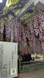 雨が上がったの...