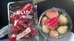 毎年石川いちご...