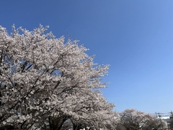 連日の雨で道に...