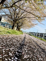今年も芝生広場...