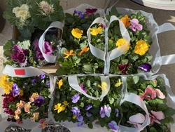 パンジー、ビオ...