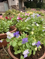 パンジーとビオ...