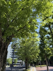 県庁前中央通り...