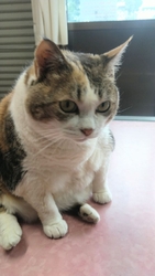 愛しの看板猫ひ...