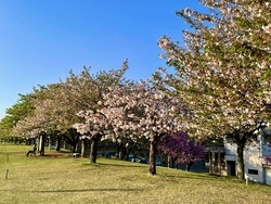何年ぶりかの花...