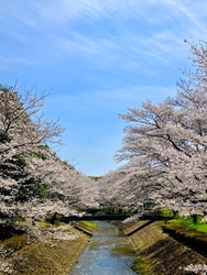 桜を撮るのに夢...