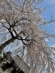 今年も桜が見頃...