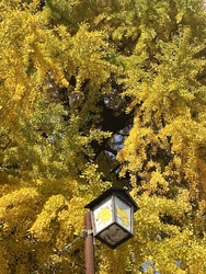 とちぎ名木百選...