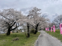 金崎の桜まつり...