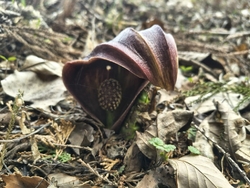 ザゼンソウを見...