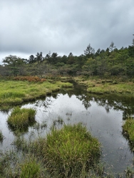 沼原湿原を歩い...