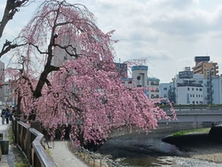 宮の橋付近の桜...