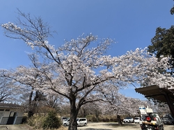 あちこちで桜が...