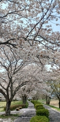 今日は、４月1...