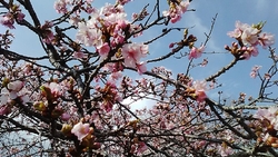 駐車場の桜並木...